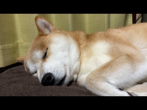 【激レア】めったに撮れない柴犬ハナの熟睡映像