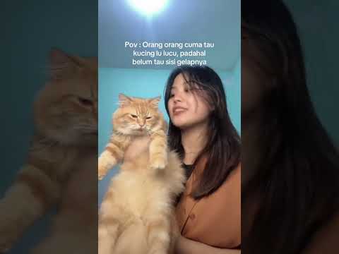 fakta miki kucing terseyeng #cat #kucinglucu #kucingku