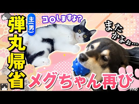 急遽帰省して猫と遊ぶ主に恨みぶしな柴犬