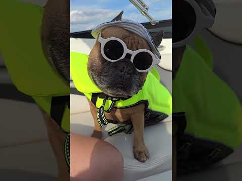 Gilligan or Elton? We're not sure #frenchie #frenchbulldog #dogs #trending #happy #viral