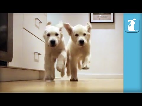 Adorable Puppies Running For Dinner Time-lapse - Puppy Love - UCPIvT-zcQl2H0vabdXJGcpg