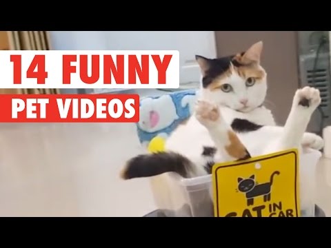 14 Funny Pets Video Compilation 2016 - UCPIvT-zcQl2H0vabdXJGcpg