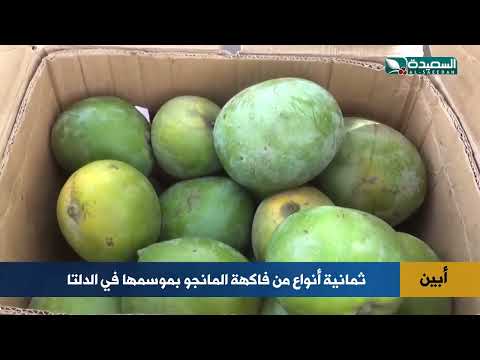 قناة السعيدة الفضائية