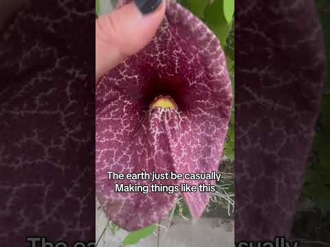 Look at the details!!! #flower #nature #beauty #purple #plants