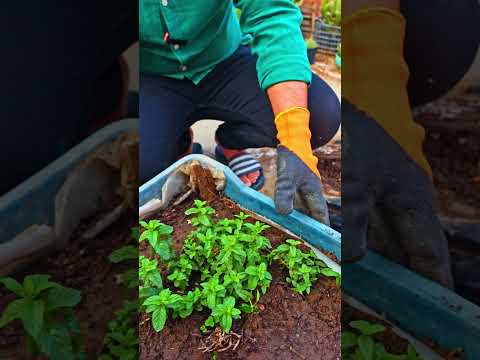 اتحداك النعناع يفشل عندك بعد الفيديو ده 🌿☕ الجزء الثاني 🌿 #اشجار #plants #زراعة_الأسطح #garden