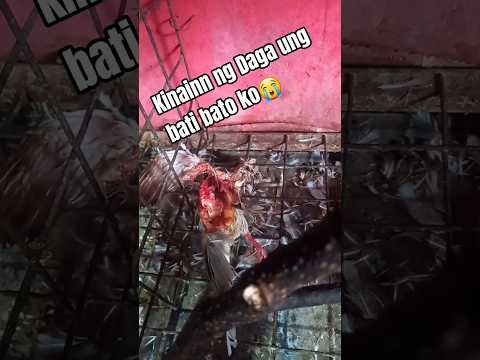 kinain ng Daga ung batibato ko😔😢