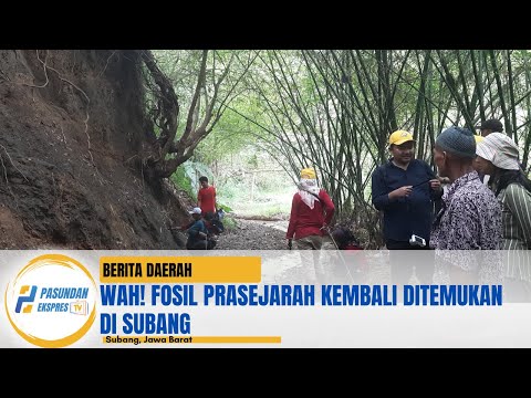 Wah! Fosil Prasejarah Kembali Ditemukan di Subang