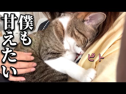 癒し全開♡甘えるのを遠慮していた猫の甘えん坊が爆発しました