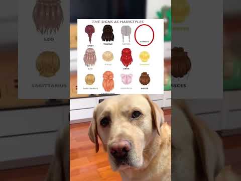 #memes #story #dog #shorts #pets