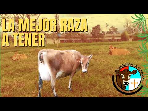 JERSEY LA MEJOR VACA A TENER EN UNA LECHERIA