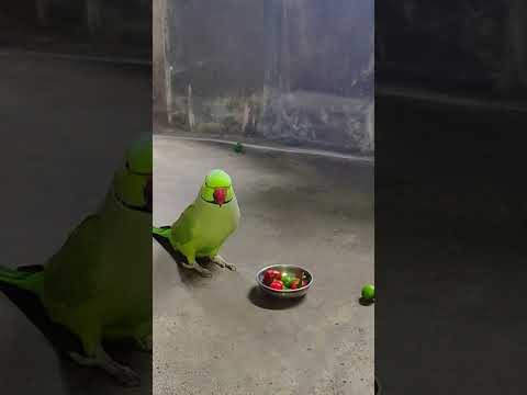 sona idhar dheko 💚🦜 #talkingparot #petbird #shortvideo #reelsvideo #trending #viralshort#talkingbird