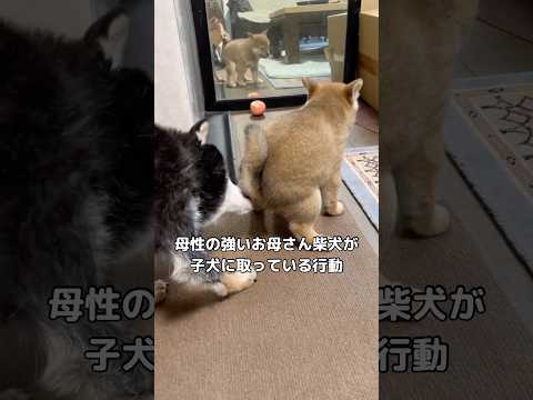 今も時々子犬の排泄をサポートする母性愛の強い母柴犬 #柴犬 #子犬 #shorts サムネイル