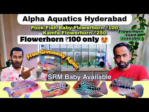 Flowerhorn Fish ₹100| Pook Fish | SRM Baby | Kam Alpha Aquatic Hyderabad 
Instagram_ alphaaquatic.hyd 
YouTube_ @alphaaquatichyd ( Alpha Aquatic Hyde