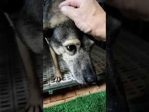 老蘇愛心天使團救助安養的米克斯老奶奶 蘇蘇 原本脖子的腫瘤已消失，目前身體狀況相當好，精神食慾都不錯，親人親狗的蘇蘇老奶奶