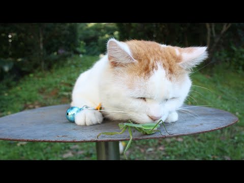 2025年9月5日開催のかご猫ライブ配信を詳しく解説 サムネイル