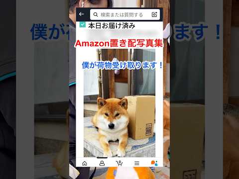 Amazon置き配、受け取り係の柴犬