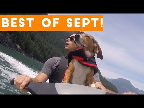 Funniest Pet Reactions & Bloopers of September 2017 | Funny Pet Videos - UCYK1TyKyMxyDQU8c6zF8ltg