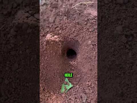 Simple tricks for catching crickets