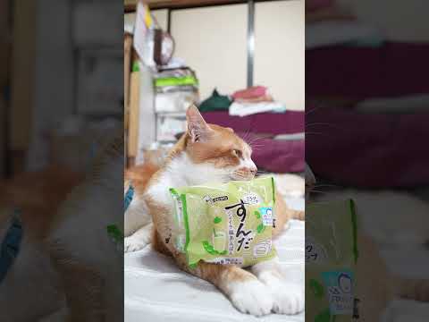 猫の動画サムネイル - ずんだシェイク風あんぱん　250715 #cat　#のせ猫　#ずんだシェイク風あんぱん #cute #ネコ #kitten #ねこ #猫のいる暮らし　 #animals　 #猫　 #かご猫