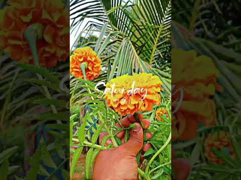 mera hua ❤️# short video # viral #trending # diwaniyat movie song# vlogan chhori