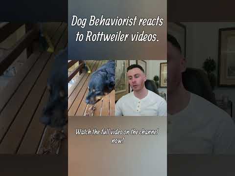Dog trainer reacts to Rottweiler videos part 2 #rottweiler #dog #dogtraining