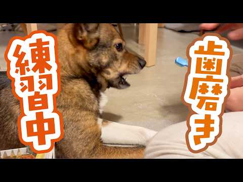 歯磨き大嫌いだったチャーリーが、克服するまでの3ヶ月