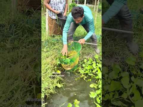 ตักปลาให้ย่าไปทำกับข้าว #ปลาดุก #เลี้ยงปลาดุกในคลองไส้ไก่ #คลองไส้ไก่ #canal #nature