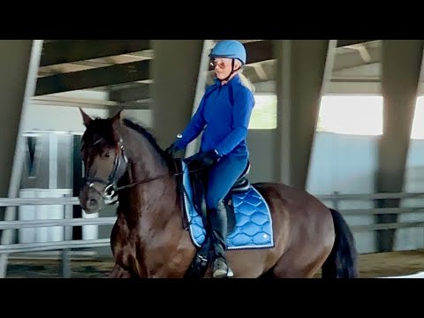 Falcao Farm Equestrian live farm visit