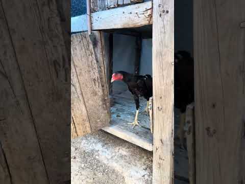 #birds #roosterfarm #chickenbreeds #chicken #animals