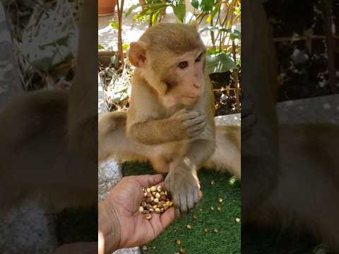 Help the voiceless creatures. #shortsfeed