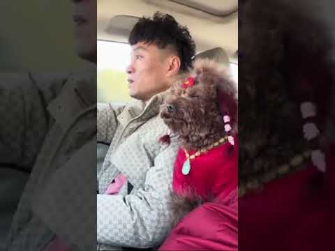 When love makes you look alike #petsandowners #pov #funnyanimals #PetLovers #petbond petbond