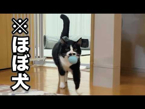 エンドレスでボール持ってきてちょっとドヤ顔してくる