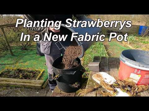 A new way to grow Strawberries ?