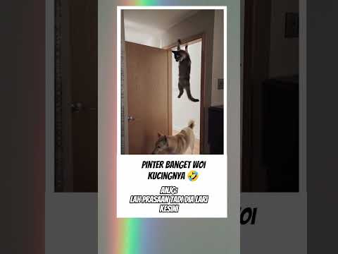 Pinter banget kucing nya woi #kucing #videolucu #fyp