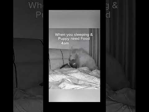 funnydogs#cute#doglover#doglife#cure#dogshorts#pet#doglife#dogshorts