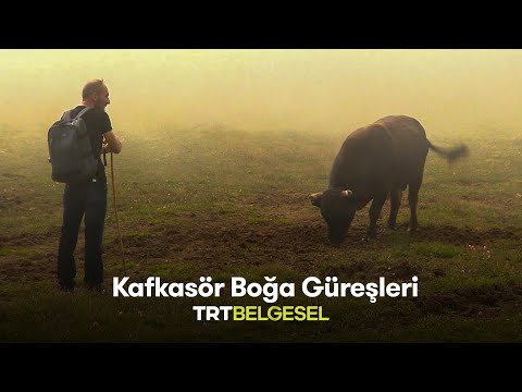 🐂 Kafkasör Boğa Güreşleri | Anadolu'nun Mirası | TRT Belgesel