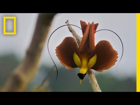 Tim Laman & Ed Scholes: Birds of Paradise | Nat Geo Live - UCpVm7bg6pXKo1Pr6k5kxG9A