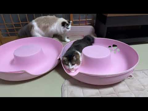 猫の日「にゃんにゃんにゃんライブ」