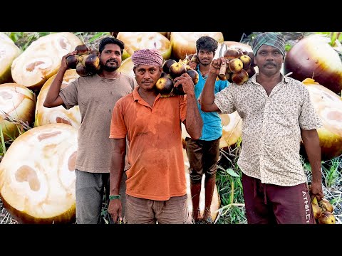Fresh Toddy Palm (Nungu) Fruits Cutting from Tree | Taadi Munjulu Special Jelly in Village