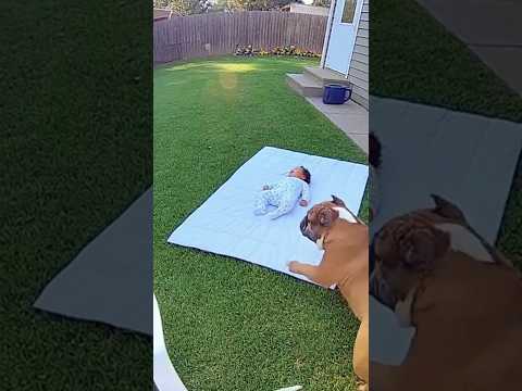 Cat Protect Baby from Bulldog