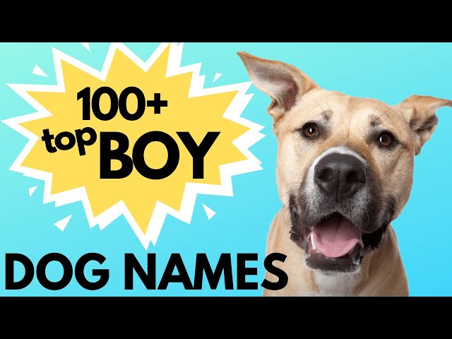 The Best Hockey Dog Names