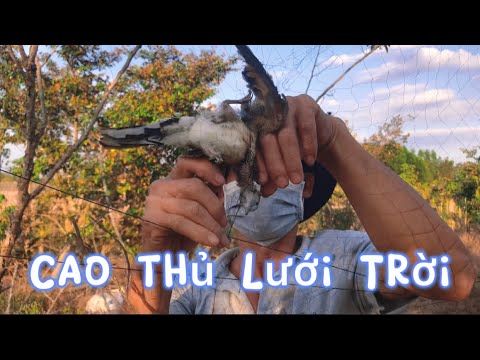 Theo chân cao thủ giăng Lưới Trời bắt chim là bắt cả đàn