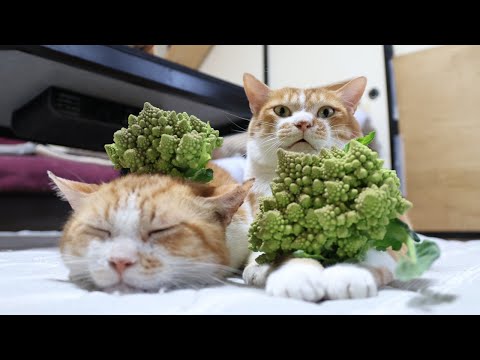 ロマネスコと猫のふれあい動画｜癒しの瞬間をご紹介絶賛公開中 サムネイル