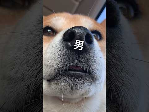 三浦半島の試練に挑むイケメンと柴犬こむぎの物語 サムネイル
