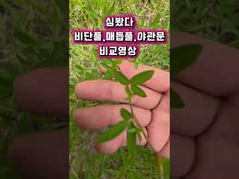 비단풀과 매듭풀과 <strong>야관문</strong> 이 영상 하나로 구별 끝