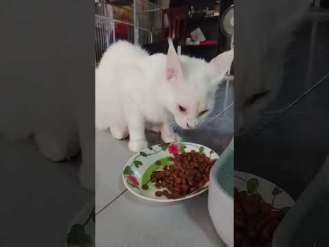 #โนนิแอบกินอาหารพี่ทิกเกอร์😀😃😅