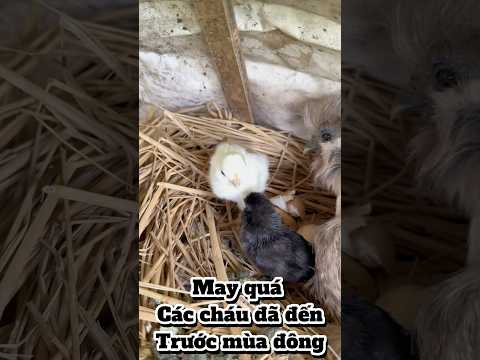 Cùng mẹ khác cha như nào ạ???