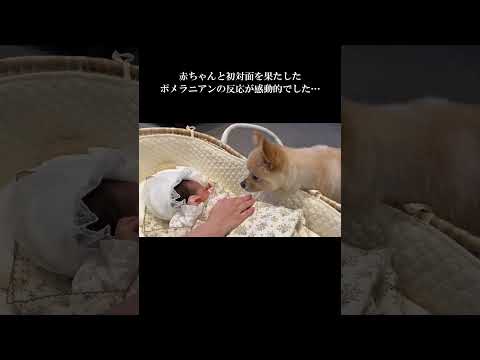 赤ちゃんと初対面を果たしたポメラニアンの反応が感動的でした… #shors