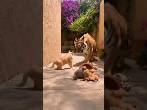 The Guardian’s Fury: A Mother Cat vs Tiger Showdown!