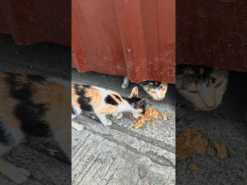 Feeding a stray calico kitten #strays